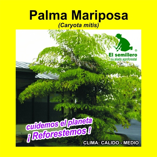 Palma Mariposa