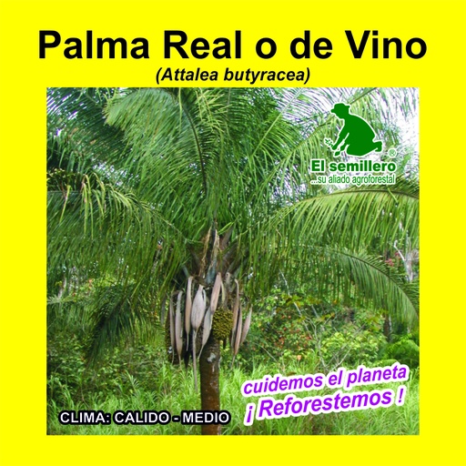 Palma Real o de Vino