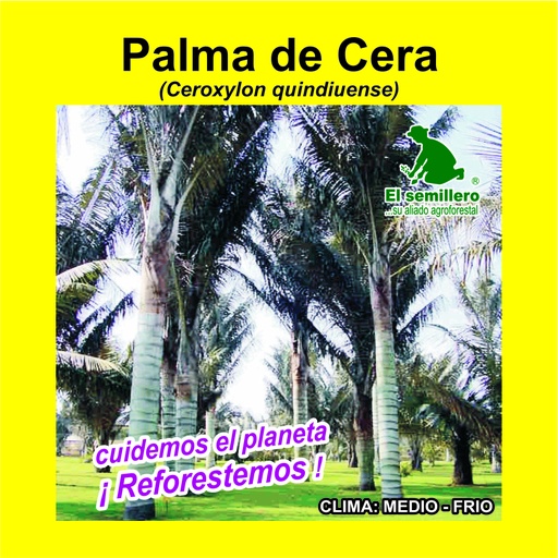 Palma de Cera