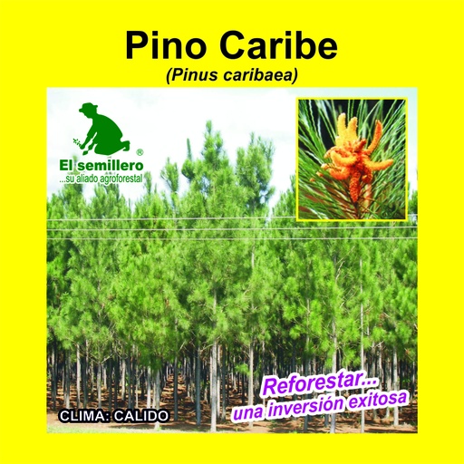 Pino Caribe