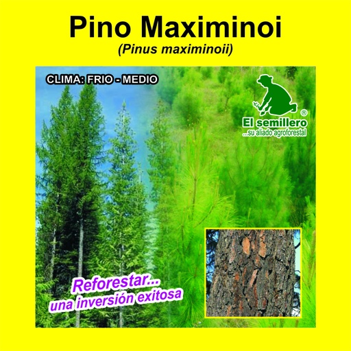 Pino Maximinoii
