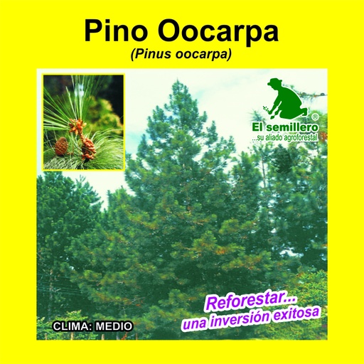 Pino oocarpa