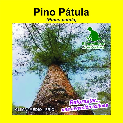 Pino patula