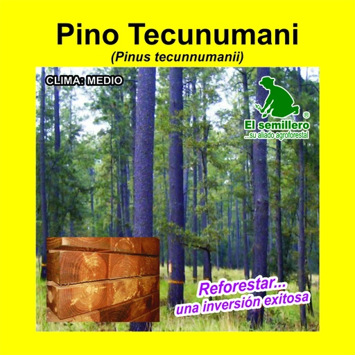 Pino Tecunumanii