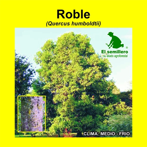 Roble Andino