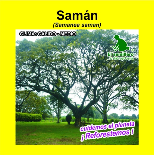 Saman