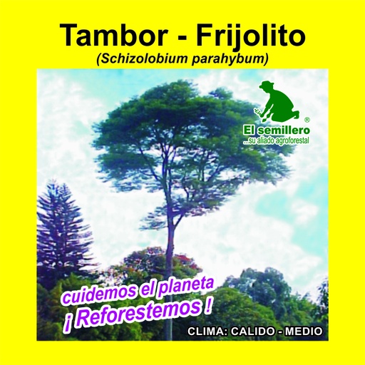 Tambor - Frijolito