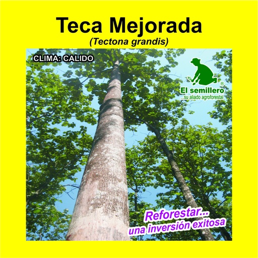Teca