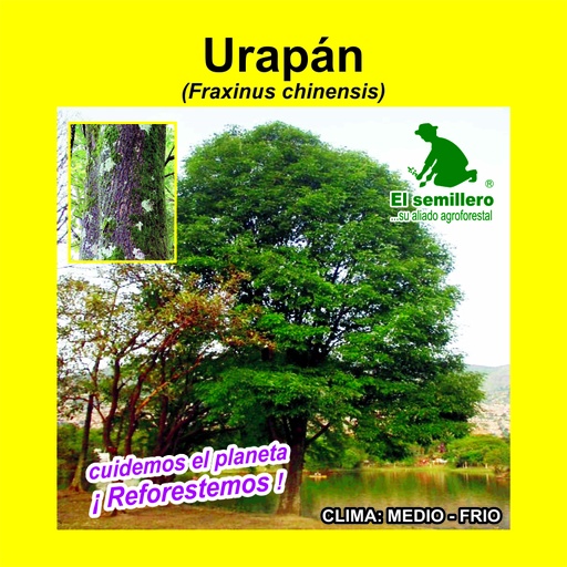 Urapan