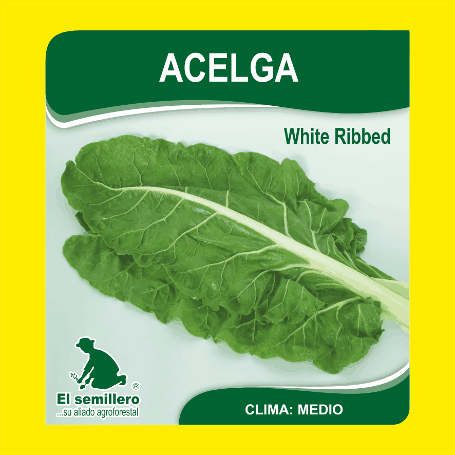 Acelga White Ribbed