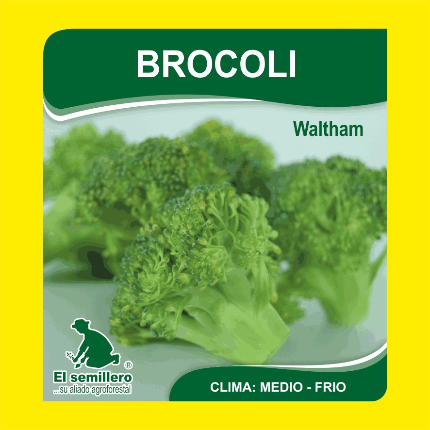 Brocoli