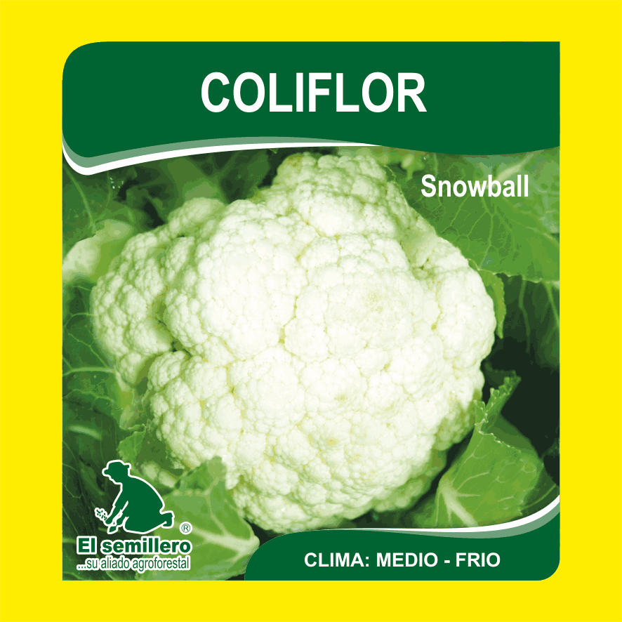 Coliflor