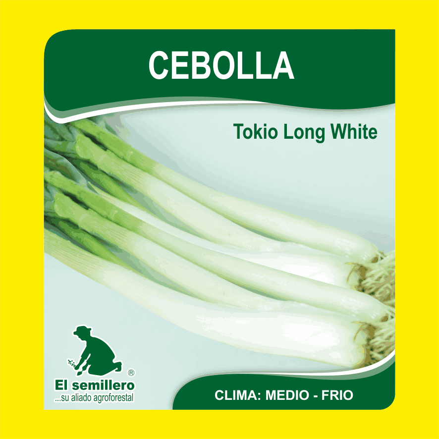 Cebolla Tokio Long White