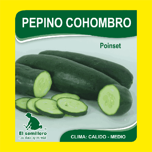 Pepino Poinset
