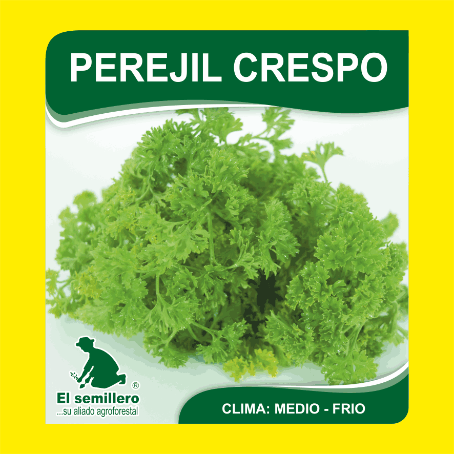 Perejil Cespo