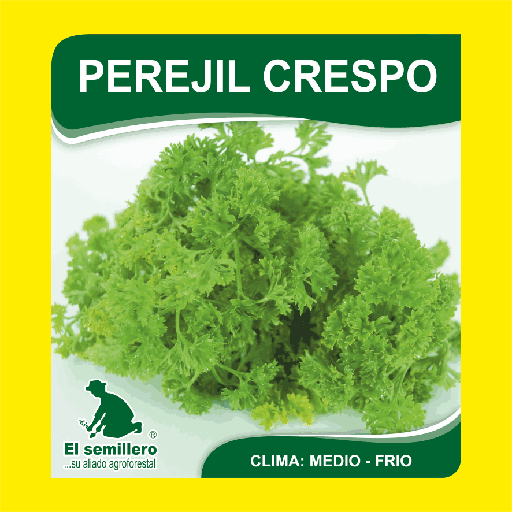 Perejil Cespo