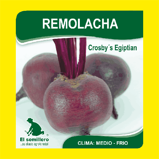 Remolacha Crosby Egiptian