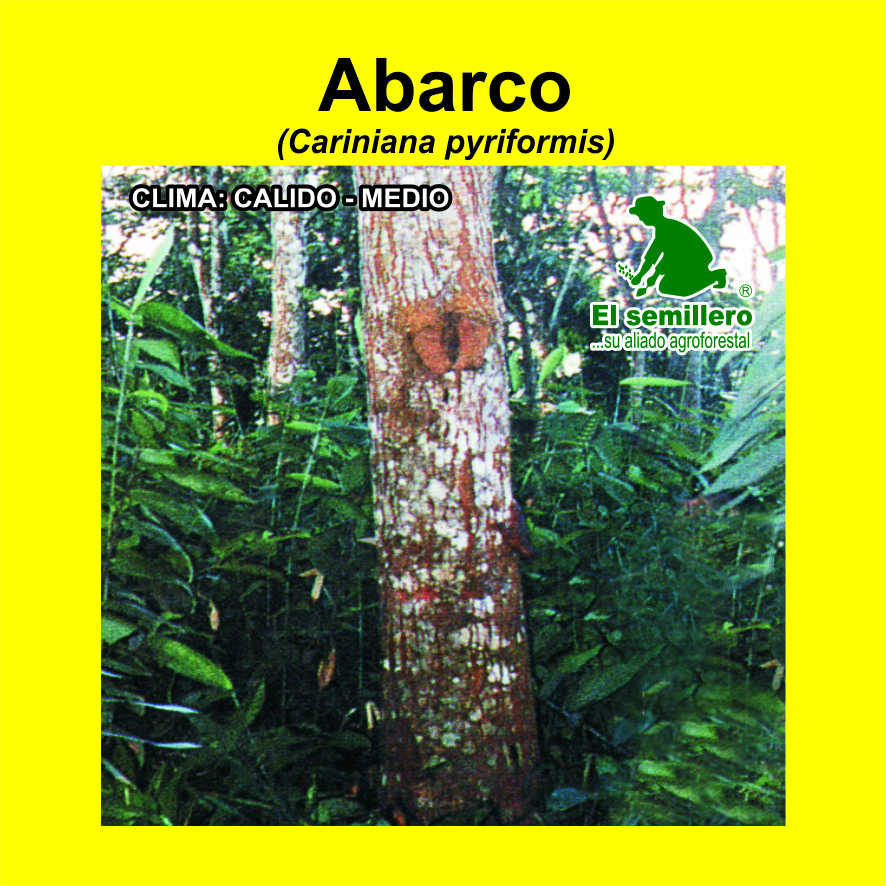 Abarco