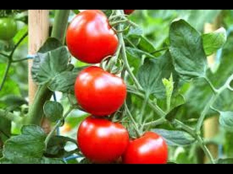 Como Desarrollar un Cultivo De Tomate  - TvAgro por Juan Gonzalo Angel