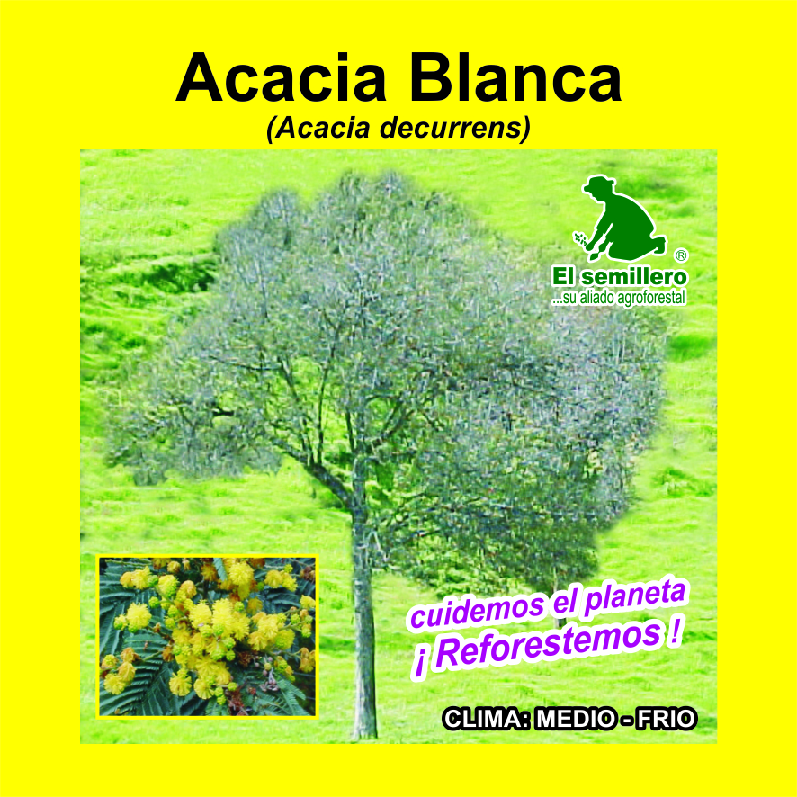 Acacia Blanca