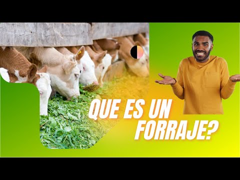 Qué es un Forraje?🌱🌳🤠🌟🔥