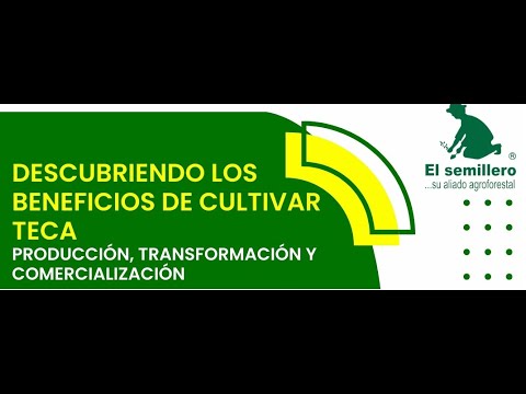 DESCUBRIENDO  LOS BENEFICIOS DE CULTIVAR TECA, PRODUCCION, TRANSFORMACION Y COMERCIALIZACION🌱🌳🤠🌟🔥
