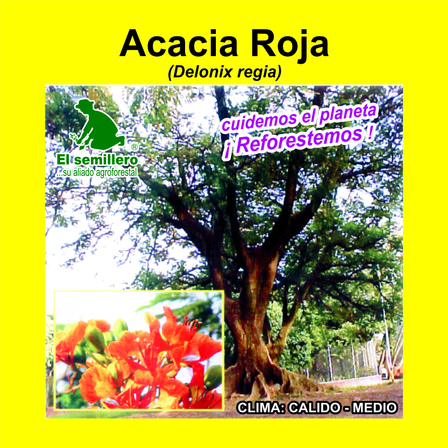 Acacia Roja