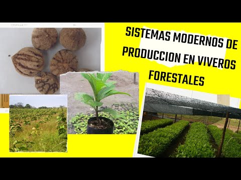 SISTEMAS MODERNOS DE PRODUCION EN VIVEROS FORESTALES VIDEOCONFERENCIA