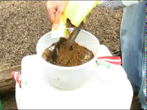 Uso de Plantines para producción de plantulas en viveros