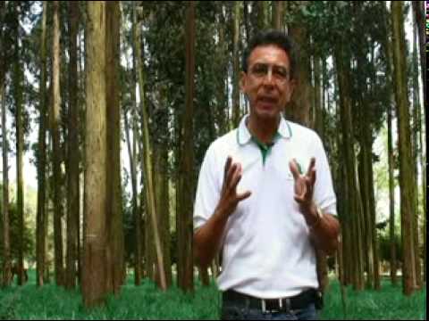 Importancia del Plan de Establecimiento y Manejo Forestal