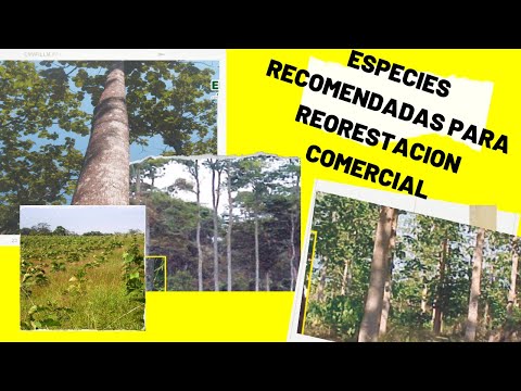 Especies recomendadas para la Reforestación Comercial