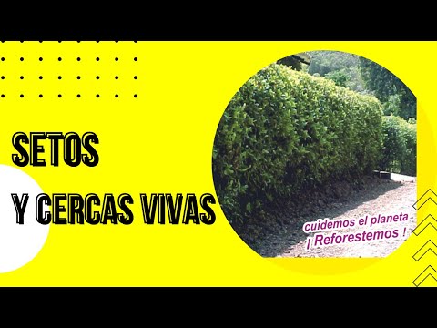 Setos y Cercas Vivas 🌳🌳🌳