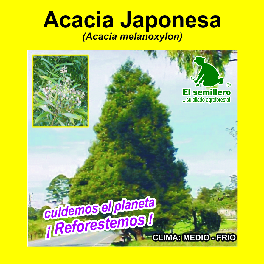 Acacia Japonesa
