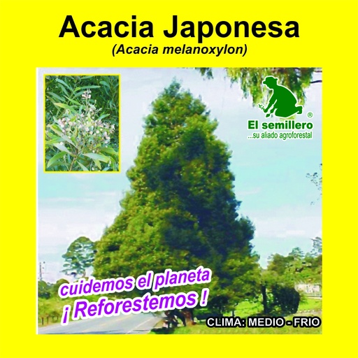 Acacia Japonesa