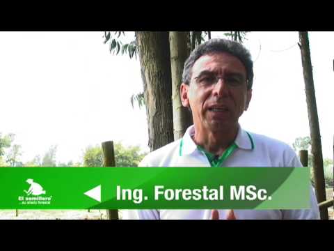 Como calificar un sitio para Reforestar