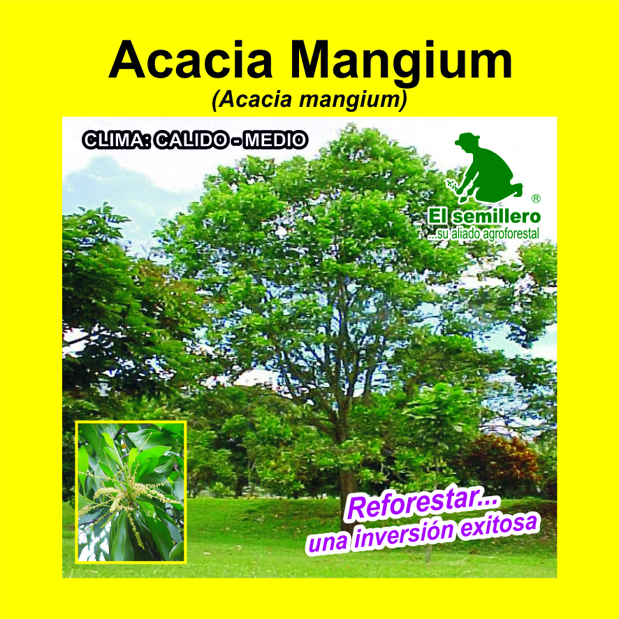 Acacia Mangium