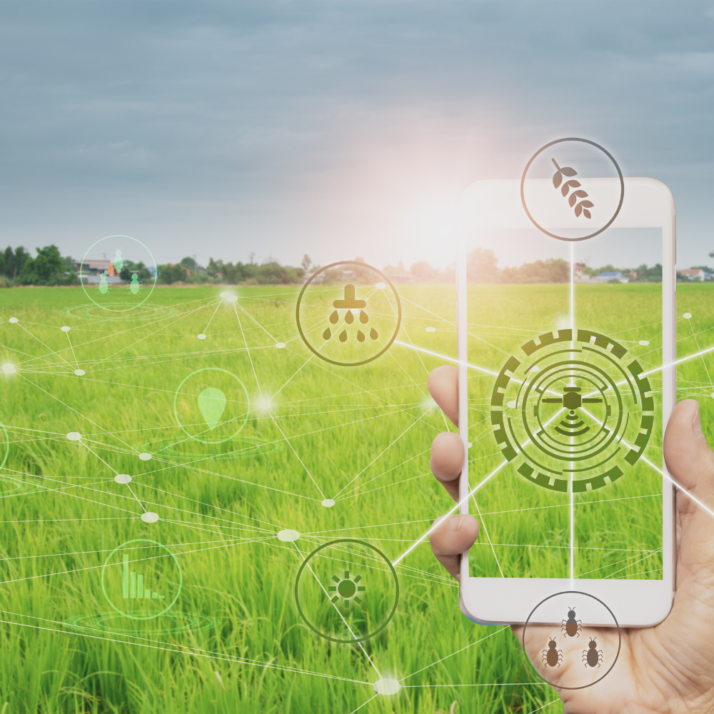 Calificacion de Sitio Forestal - PODCAST