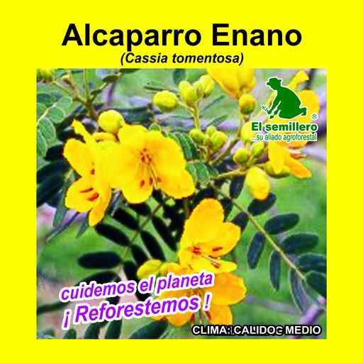 Alcaparro Enano