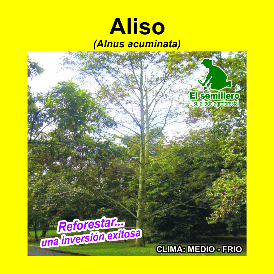 Aliso