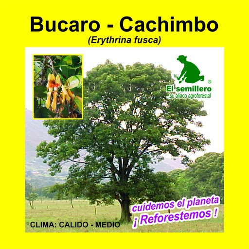 Bucaro