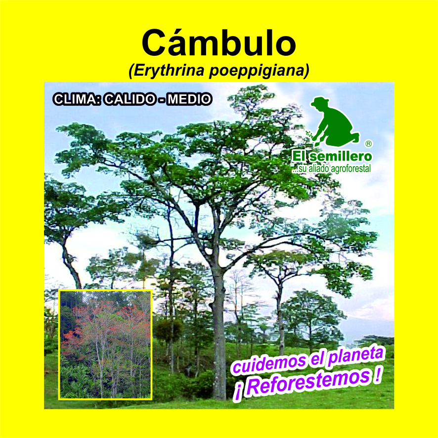 Cambulo