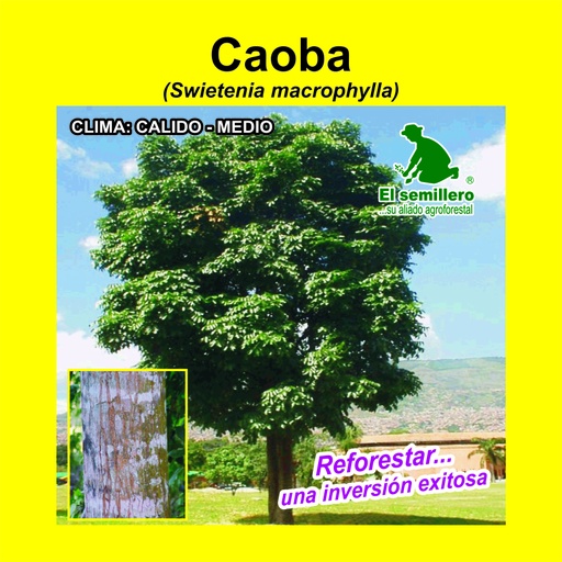 Caoba