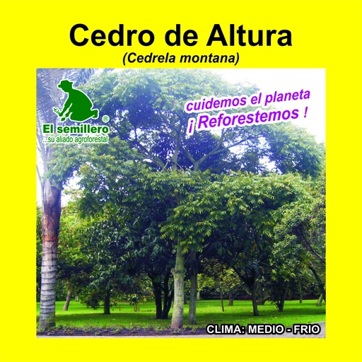 Cedro de Altura