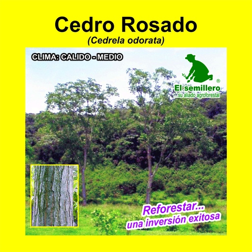 Cedro Rosado