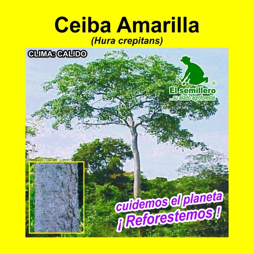 Ceiba Amarilla