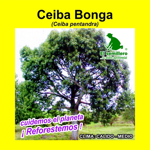 Ceiba Bonga