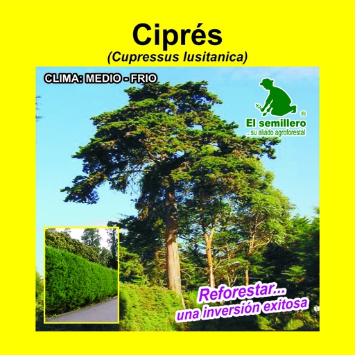 Cipres