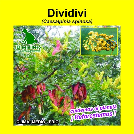 Dividivi