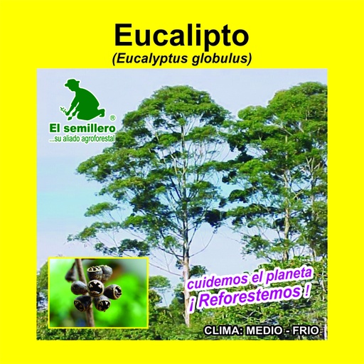 Eucalipto Globulus