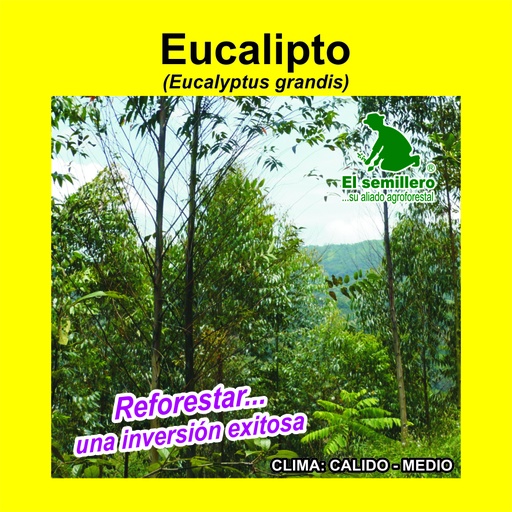Eucalipto Grandis